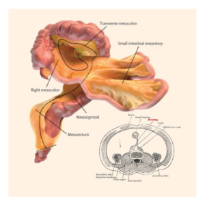 mezenter
